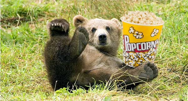 bear and popcorn
