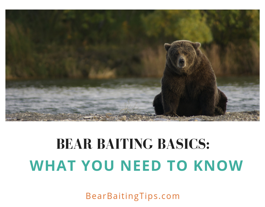 Bear Baiting Basics: What You Need to Know