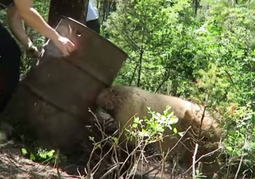 careful how big you cut your bear baiting barrel holes