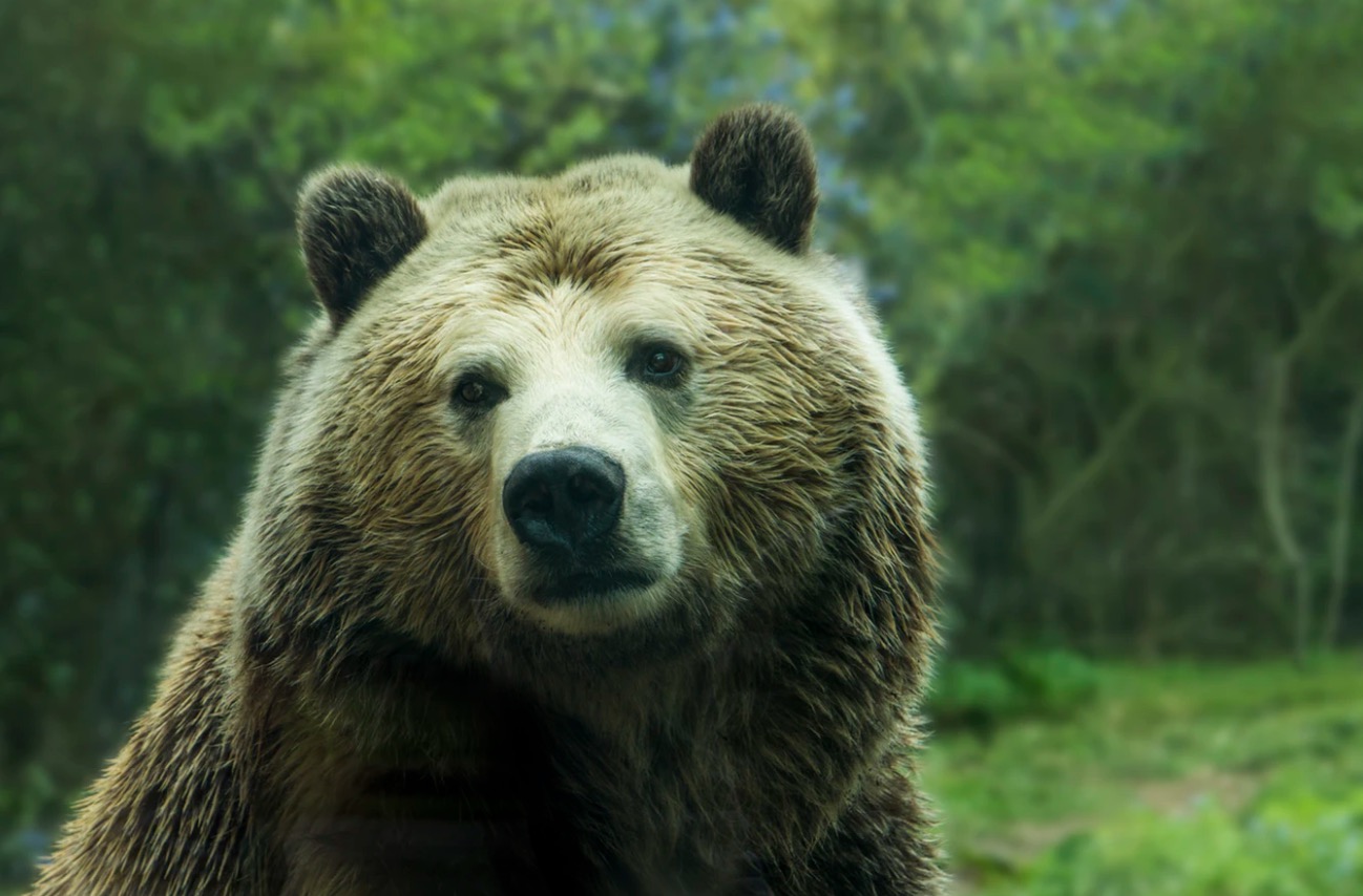 Forest Service opposes bear-baiting ban in Idaho, Wyoming – Explore Big Sky