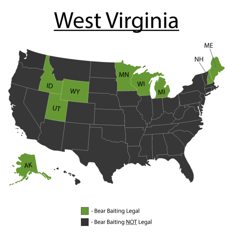 Can You Bait Bear in West Virginia? Bear Baiting Tips