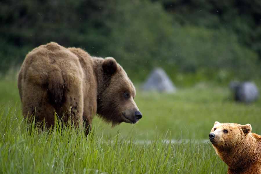 How Long Does It Take for a Bear to Find Bait?