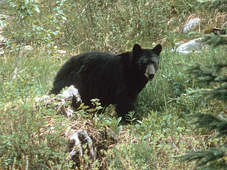 Spring Black Bear Hunting Season Opens April 15 | Montana FWP