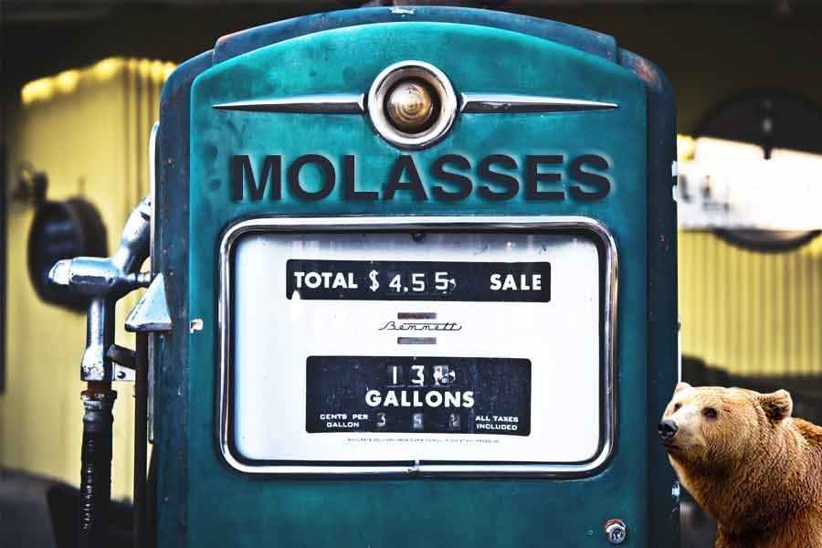 bear baiting tips gallon molasses