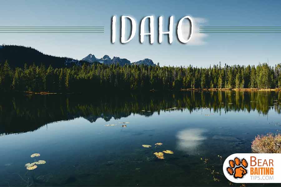 Can You Bait Bear in Idaho?