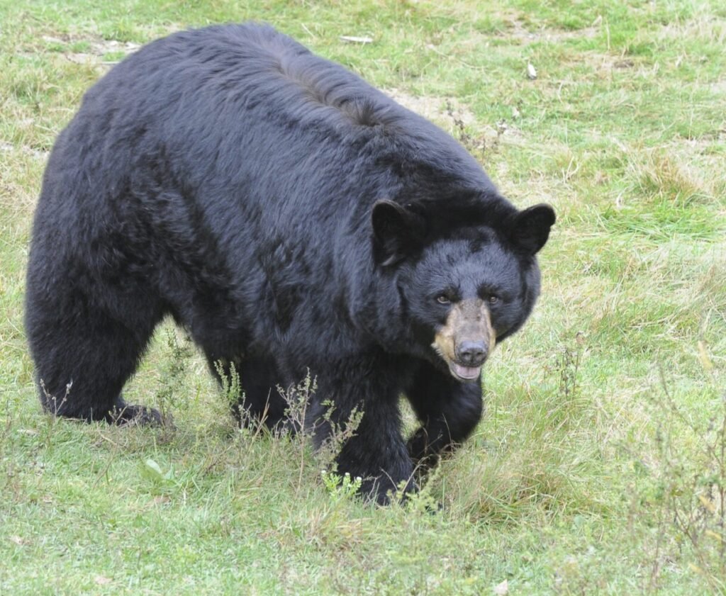 Maine bear hunters can start setting out bait soon | Lewiston Sun Journal