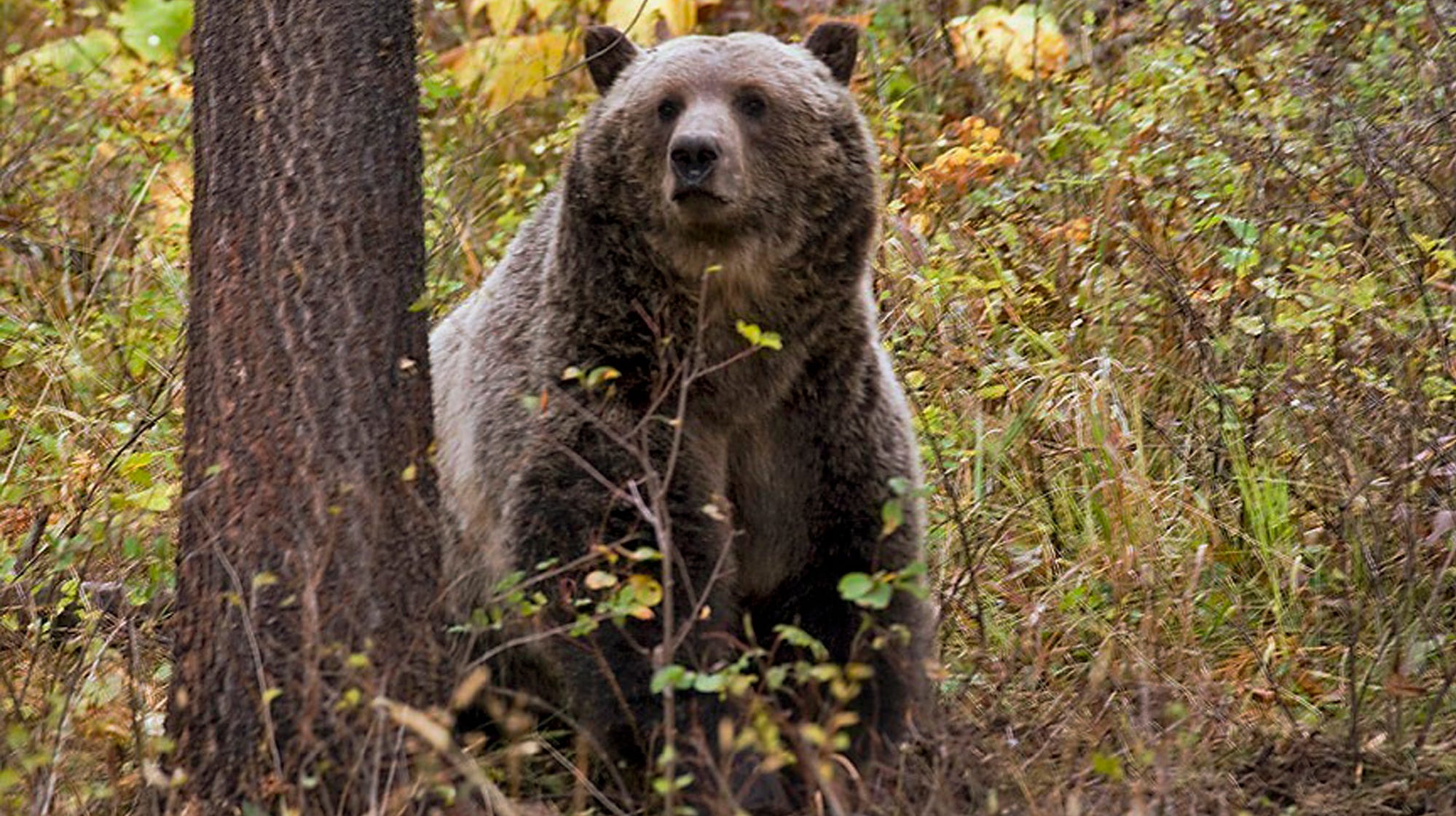 Montana – Grizzly Bear Advisory Council issues final report.