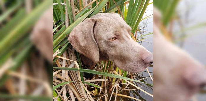 Thankful Outdoors: Time with family and friends while bear and duck hunting – OnFocus