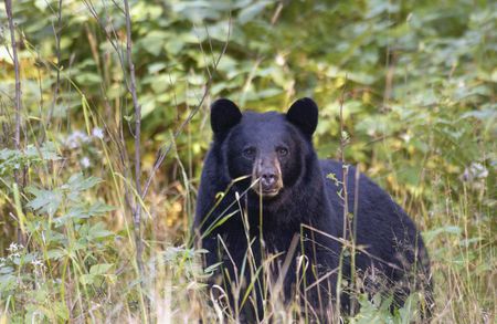 Michigan DNR announces regulation changes for 2021 bear hunting seasons – mlive.com