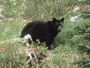 black bear 860x645 1