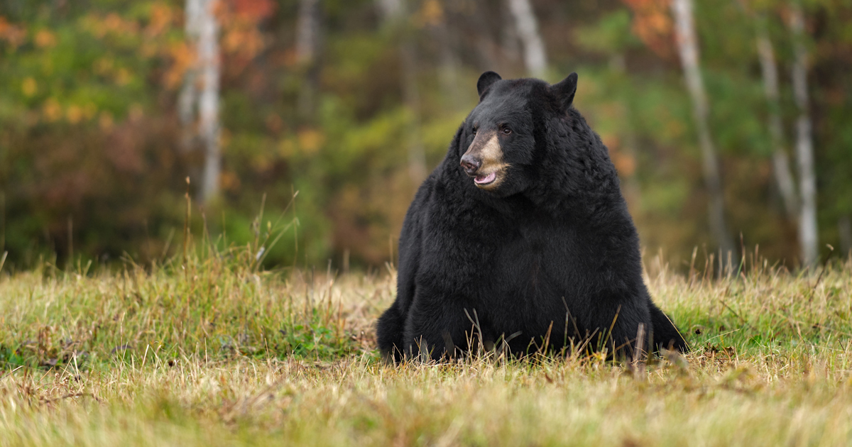 Missouri to hold first black bear hunt | goHUNT