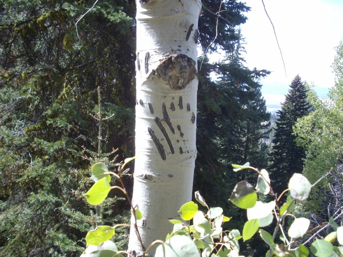 Bear hunting with bait | Free September E-Edition | idahostatejournal.com