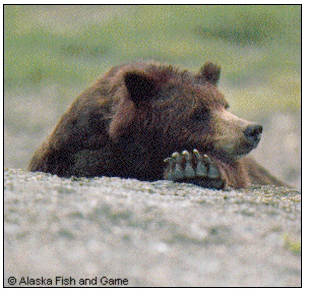 Alaska life hack: Bear bait stations can be registered online starting today – Must Read Alaska