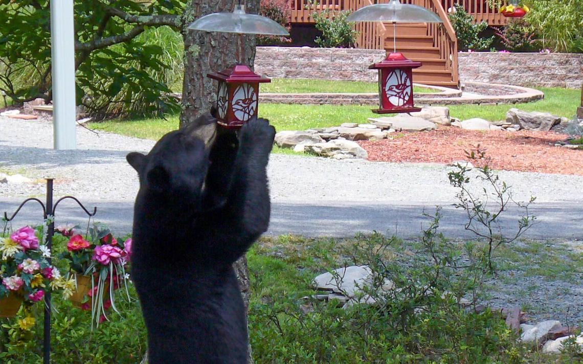 Drought drives bears to search for food | Park Rapids Enterprise